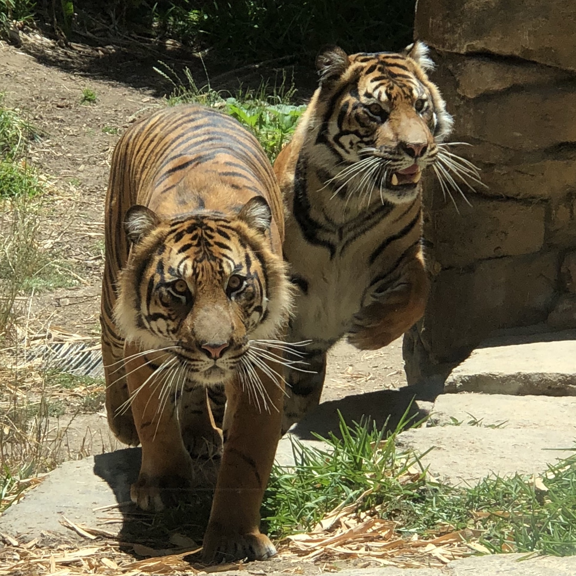 Nelson and Suka at the San Diego Zoo Safari Park