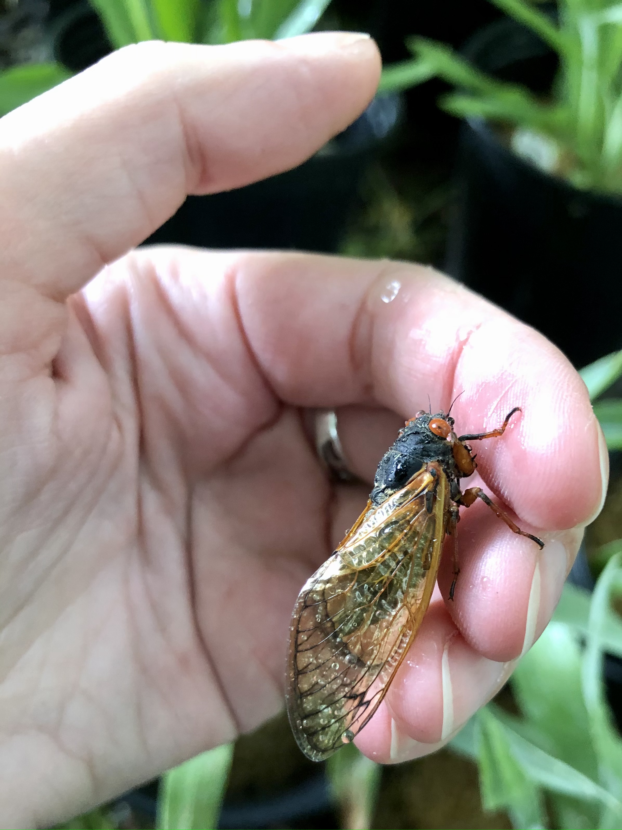 A Brood X 17-year periodical cicada, from the 2021 emergence