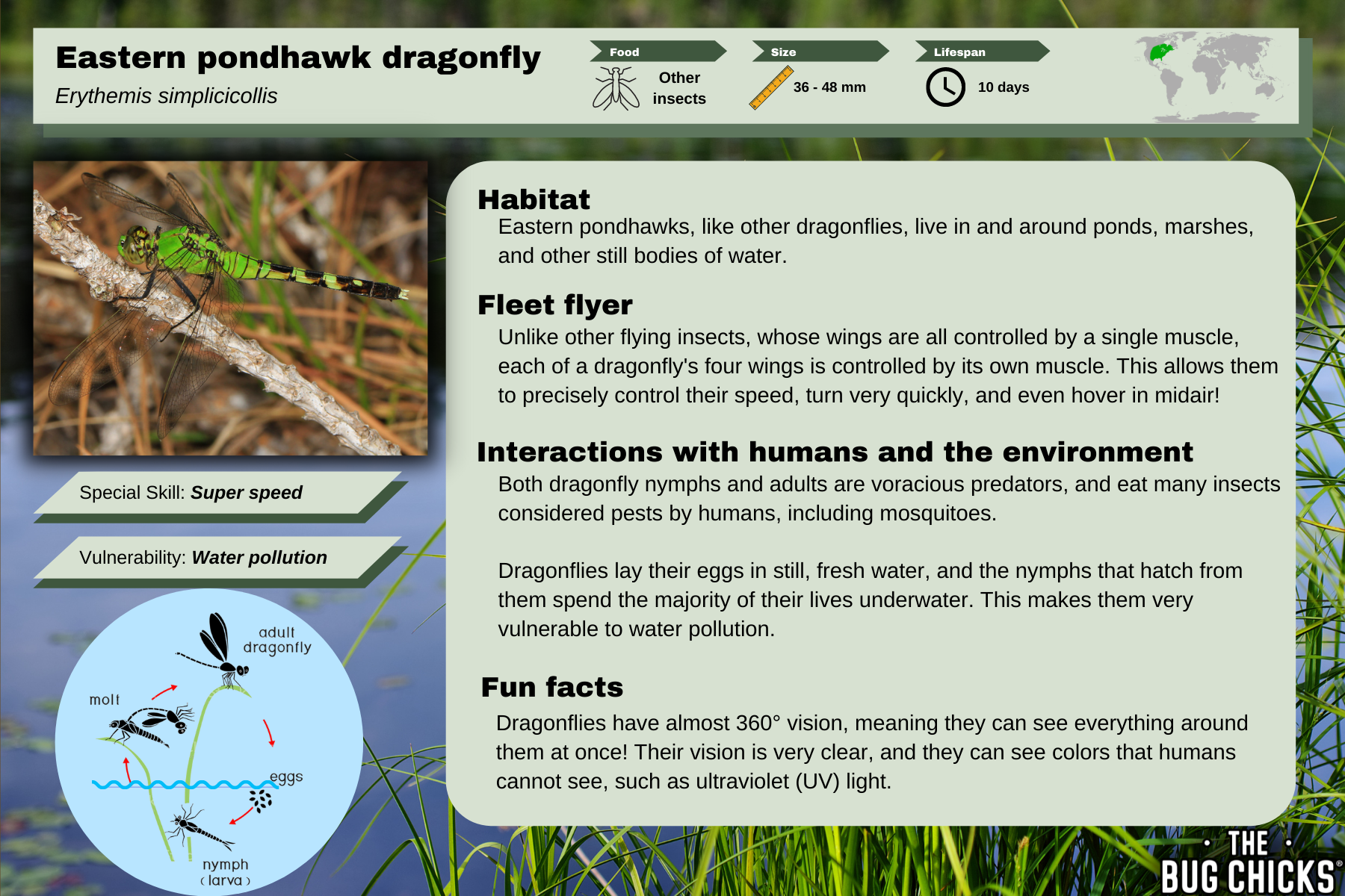 A mockup of one of the insect cards to be used in the curriculum.