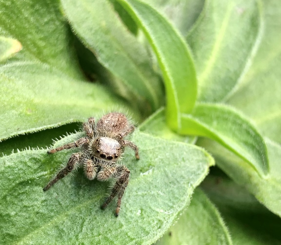 My jumping spider, Phil (Phidippus princeps)