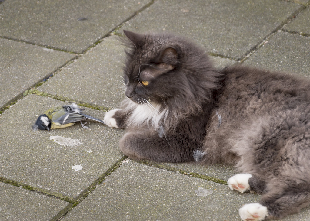 "Cat and bird" by Genlab Frank is licensed under CC BY-ND 2.0.